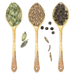 Watercolor spices in spoon on white. Top view of ingredients for seasoning. Cardamon, cumin, black pepper spices.