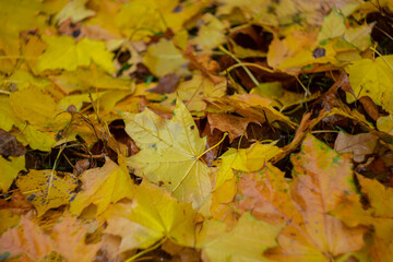 Autumn fallen yellow leaves as background.