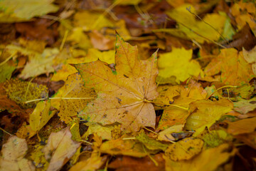 Autumn fallen yellow leaves as background.