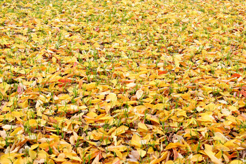 Obraz premium yellow natural pattern, background of fallen leaves, golden leaves falling from trees, lie chaotically on the ground, autumn mood concept, seasonal