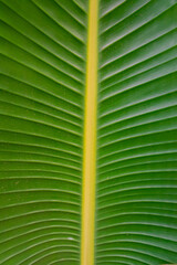Strelitzia alba green leaf close view