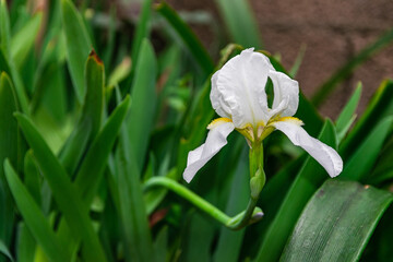 Naklejka na ściany i meble Iris orjenii, the Orjen Iris flower blooming, with green leaves background