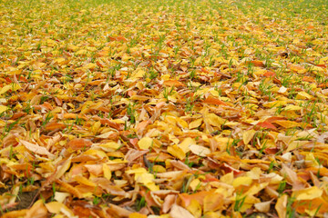 yellow natural pattern, background of fallen leaves, golden leaves lie chaotically on the ground, autumn mood concept, seasonal