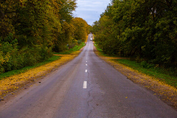 Empty road among the autumn forest