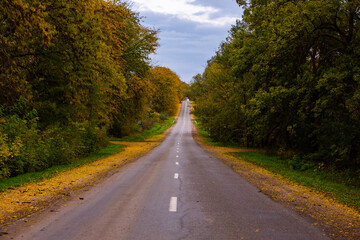 Empty road among the autumn forest