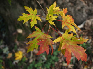 Foglie in autunno