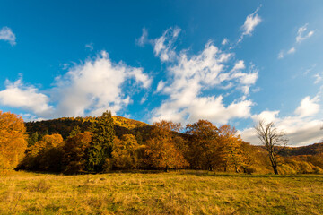 Fototapeta premium Autumn landscape, beautiful deciduous woods at late autumn, blue sky with white clouds background.