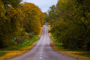 Empty road among the autumn forest