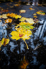 wet fallen autumn leaves on the ground