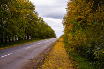 Empty road among the autumn forest