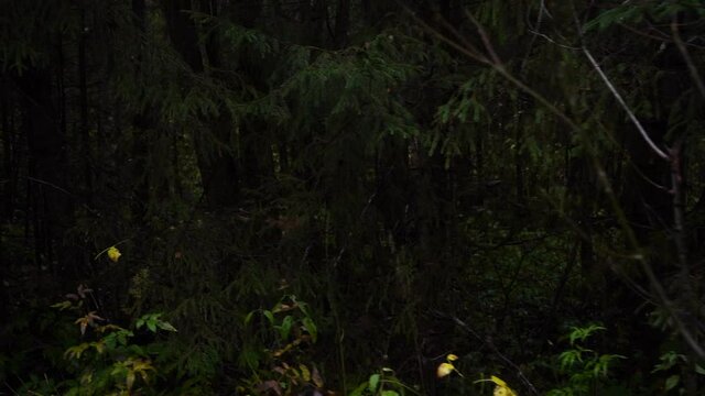 The camera moves through the forest. Slow motion