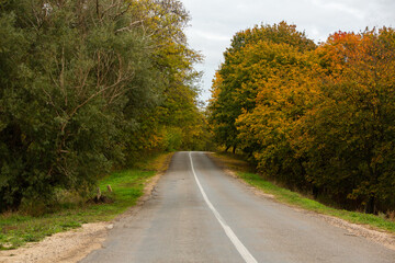 Empty road among the autumn forest