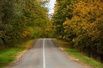 Empty road among the autumn forest