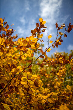Herbstlaub, bunte Buchenblätter vor blauem Himmel im Herbst
