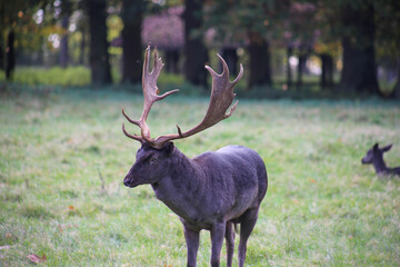 Fallow deer group of animals on meadow in autumn