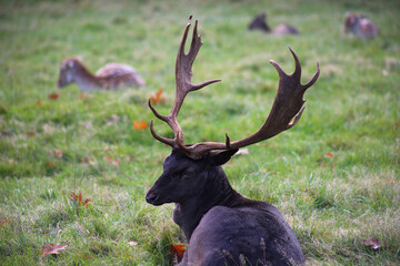 Fallow deer group of animals on meadow in autumn
