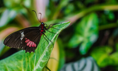 Parides iphidamas butterfly, the Iphidamas cattleheart or Transandean cattleheart