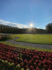 Sonniges Blumenbeet