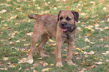 Cute border terrier puppy is standing in the autumn park. Pet animals.