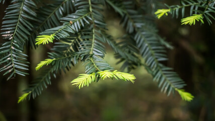 YEW TREE NEW SHOOTS