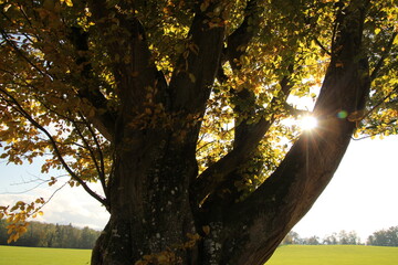 Sonnenbaum 