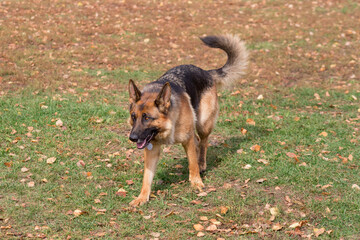 Cute german shepherd dog is standing on a green grass in the autumn park. Pet animals.