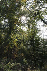 Sonne im Wald
