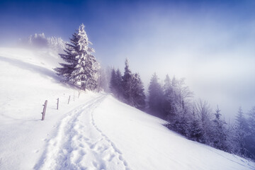 Fog in the winter forest. A path in snow drifts. A tree in snow clothes. Switzerland. Rigi Kaltbach.