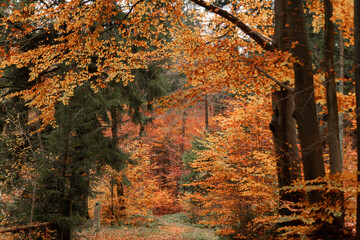 autumn forest walk with beautiful colors in the Bavarian forest