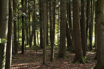 Wald der Herreninsel Chiemsee