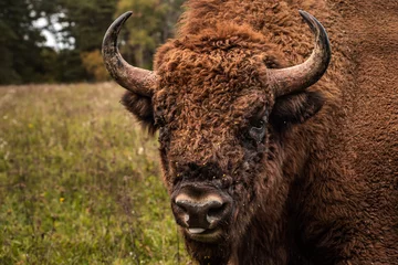 Selbstklebende Fototapeten European bison's close-up portrait © petertakacs
