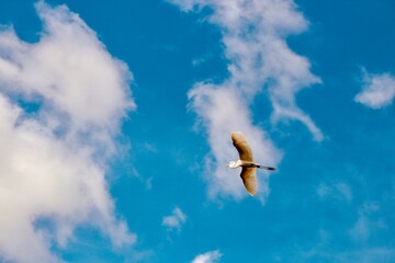 bird in flight