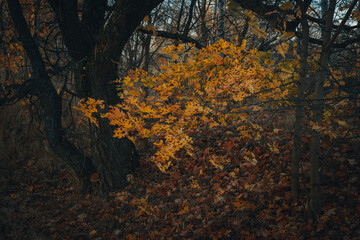 tree in the forest