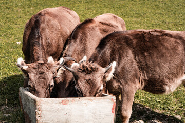 Kühe Essen auf der Weide