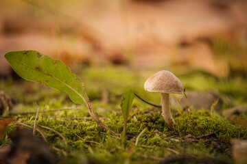 toxic mushrooms fly agaric 