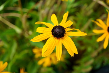 Macro photography of wild yellow cone flower (rudbeckia) with copy space