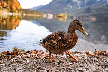 Ente am See