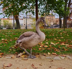 The Grey Mute Swan in Prague Park during Autumn. Cygnus Olor is a Species of Swan and a member of the Waterfowl family Anatidae.