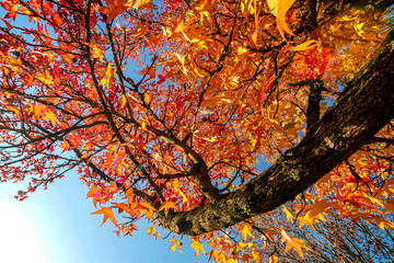 Herbstimpression
