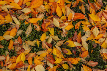 Beautiful autumn landscape with yellow trees, green and clouds. Falling leaves natural background Colorful foliage in the park