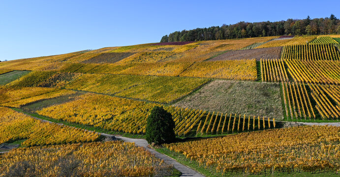 View of the vineyards in Varnhalt near Baden Baden_Baden Wuerttemberg, Germany