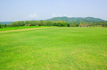 field of grass 