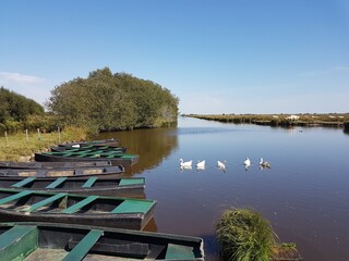 Naklejka premium Marais de Briére, Loire-Atlantique,