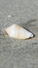 Fototapeta na wymiar Seashells on the sandy beach on morning sunshine with copy space (selective focus) portrait view
