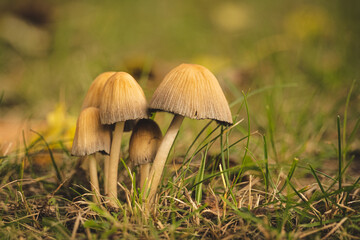 toxic mushrooms fly agaric 