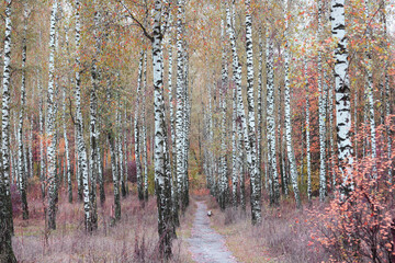 Fototapety  piękna scena z brzozami w żółtym jesiennym lesie brzozowym w październiku wśród innych brzóz w gaju brzozowym