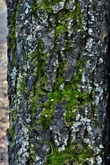 Obraz premium background wood texture with green moss