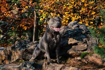 Muscular Staffordshire Bull Terrier Sits on Rock in Autumn Nature during Golden Hour. Blue Staffy with Tongue Out Smiles with Colorful Tree behind him.