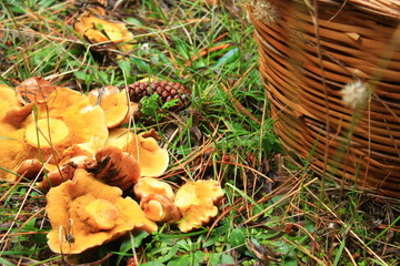 mushrooms in forest