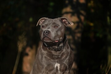 English Staffordshire Bull Terrier with Serious Look on its Face in Nature. Close-up of Blue Staffy Outside.